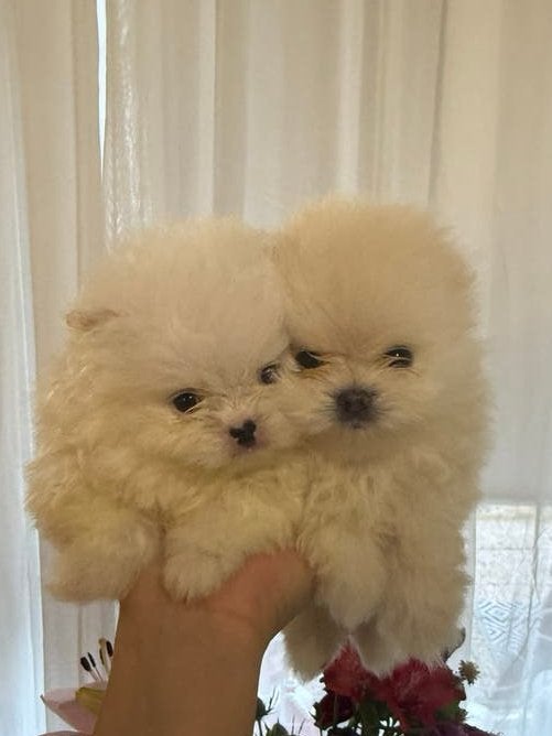 Pomeriaan pups cream wit (NL pups), Dieren en Toebehoren, Honden | Niet-rashonden, 8 tot 15 weken, Parvo, Meerdere, Meerdere dieren