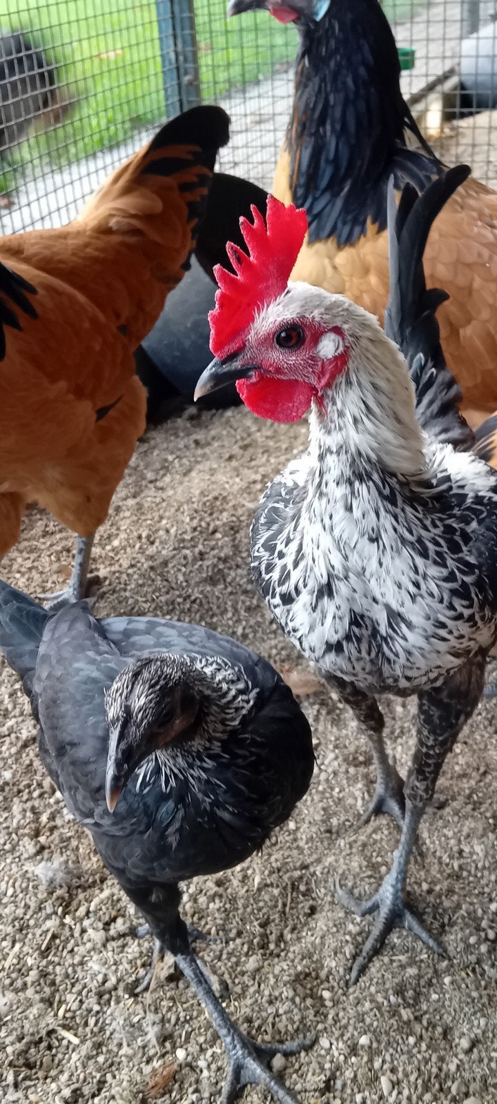Koppel modern engelse vechtkrielen, Dieren en Toebehoren, Meerdere dieren, Kip