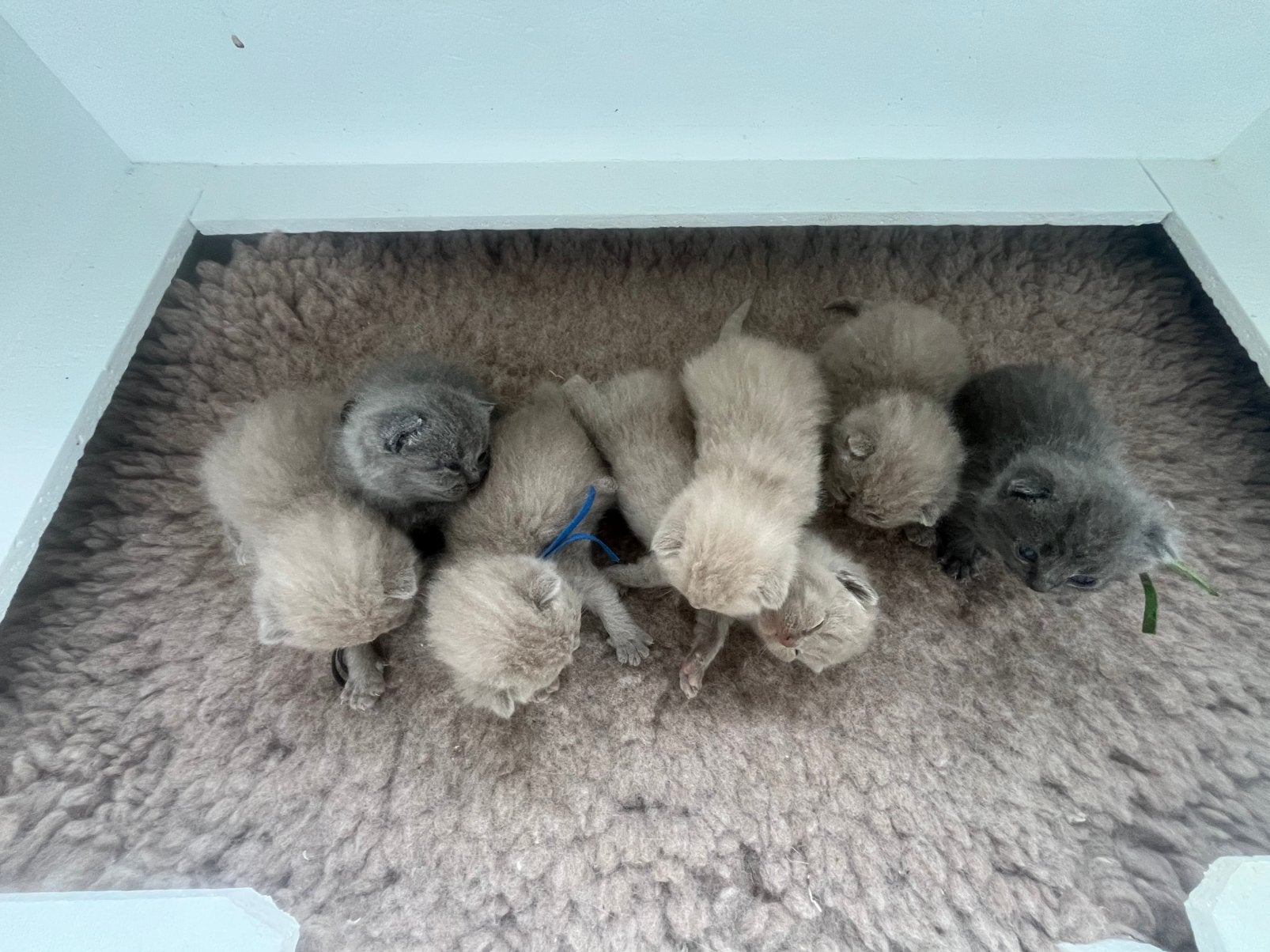 Britse korthaar kittens, Meerdere dieren, Kortharig, 0 tot 2 jaar