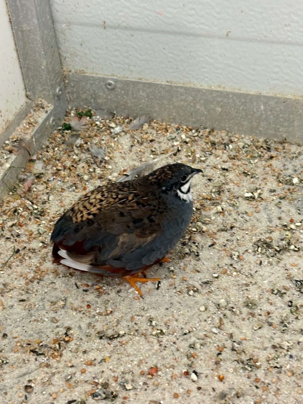 Chinese dwergkwartel haan, Dieren en Toebehoren, Mannelijk