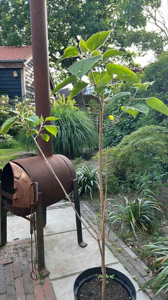 Pindakaasboom, Ophalen, Volle zon, Overige soorten, Minder dan 100 cm