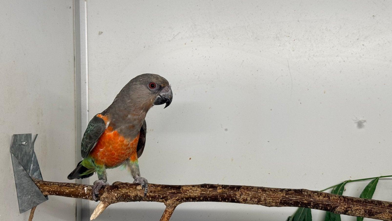Roodbuik papegaai man 2025, Dieren en Toebehoren, Vogels | Overige Vogels, Mannelijk