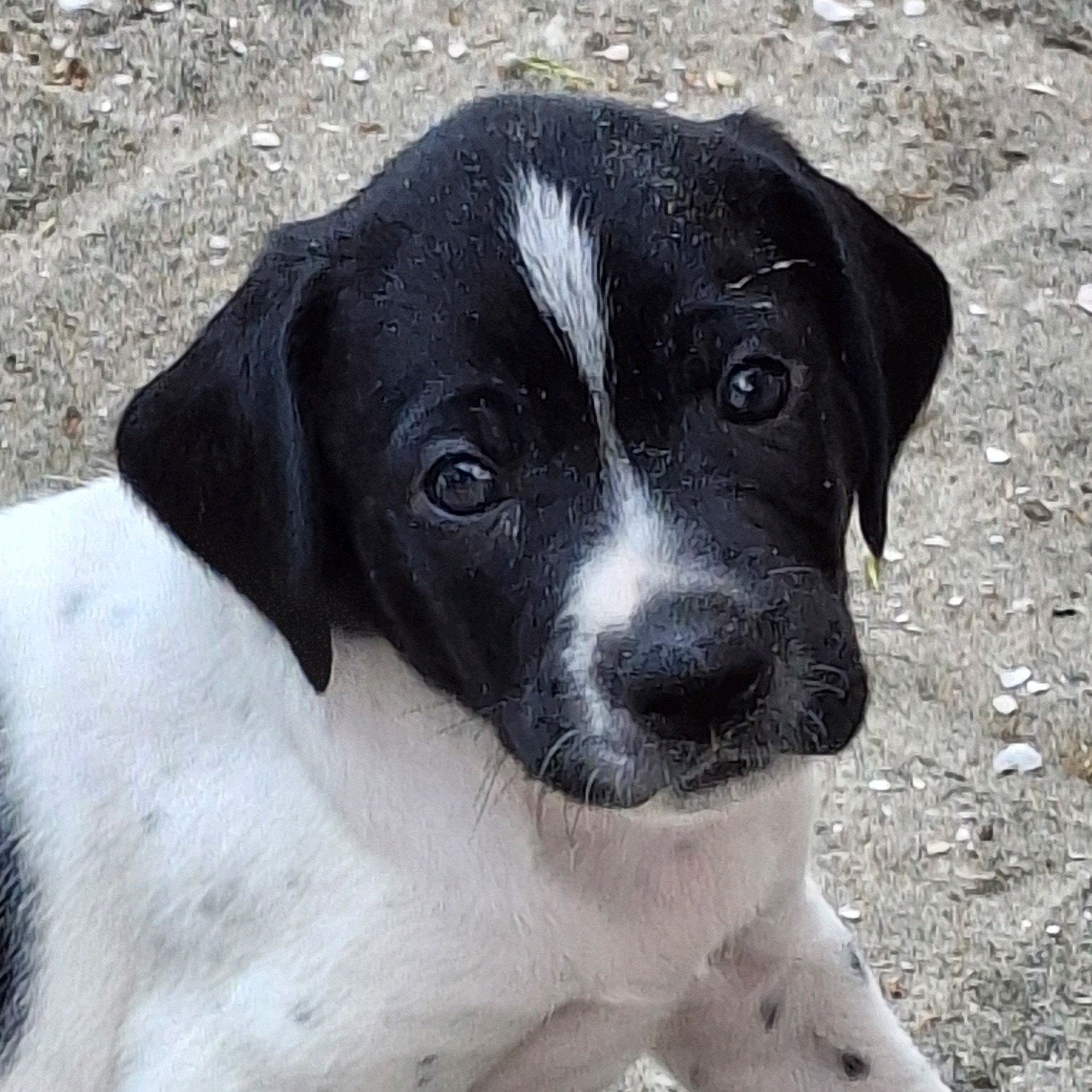 Unieke kruising friese stabij x duitse staande korthaar, 8 tot 15 weken, Meerdere, Meerdere dieren, Middel