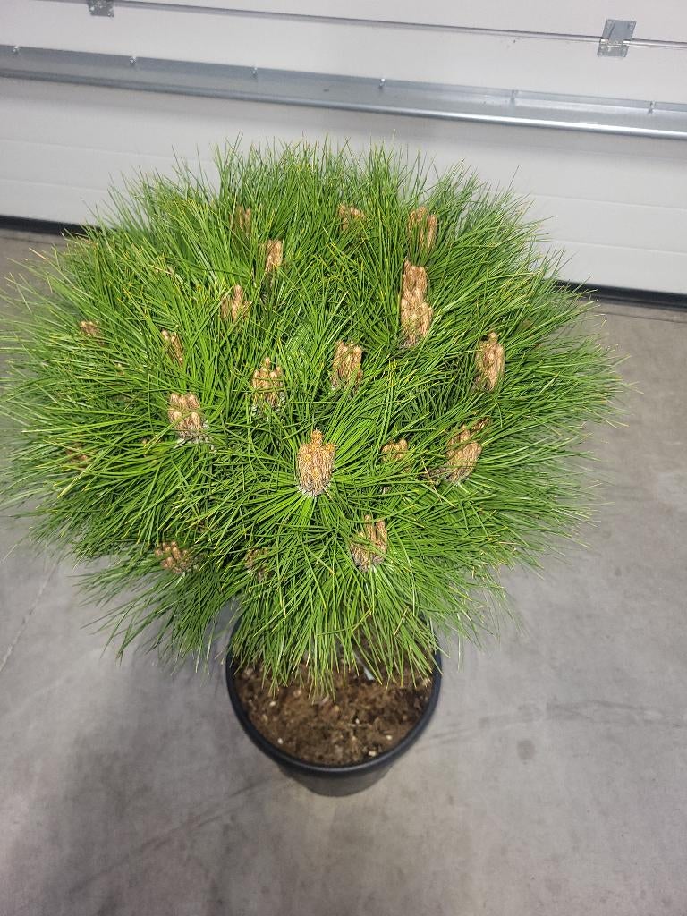 Pinus Marie Bregeon op stam, Tuin en Terras, Bloeit niet, Overige soorten, Minder dan 100 cm, Ophalen