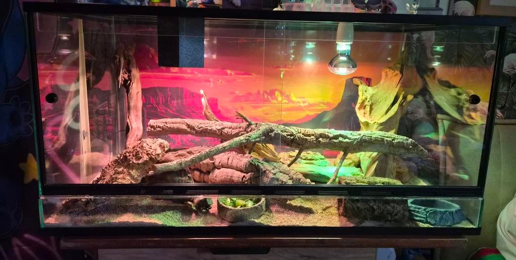 Jonge baardagaam met ingerichte terrarium Bearded Dragon - female for sale from debby