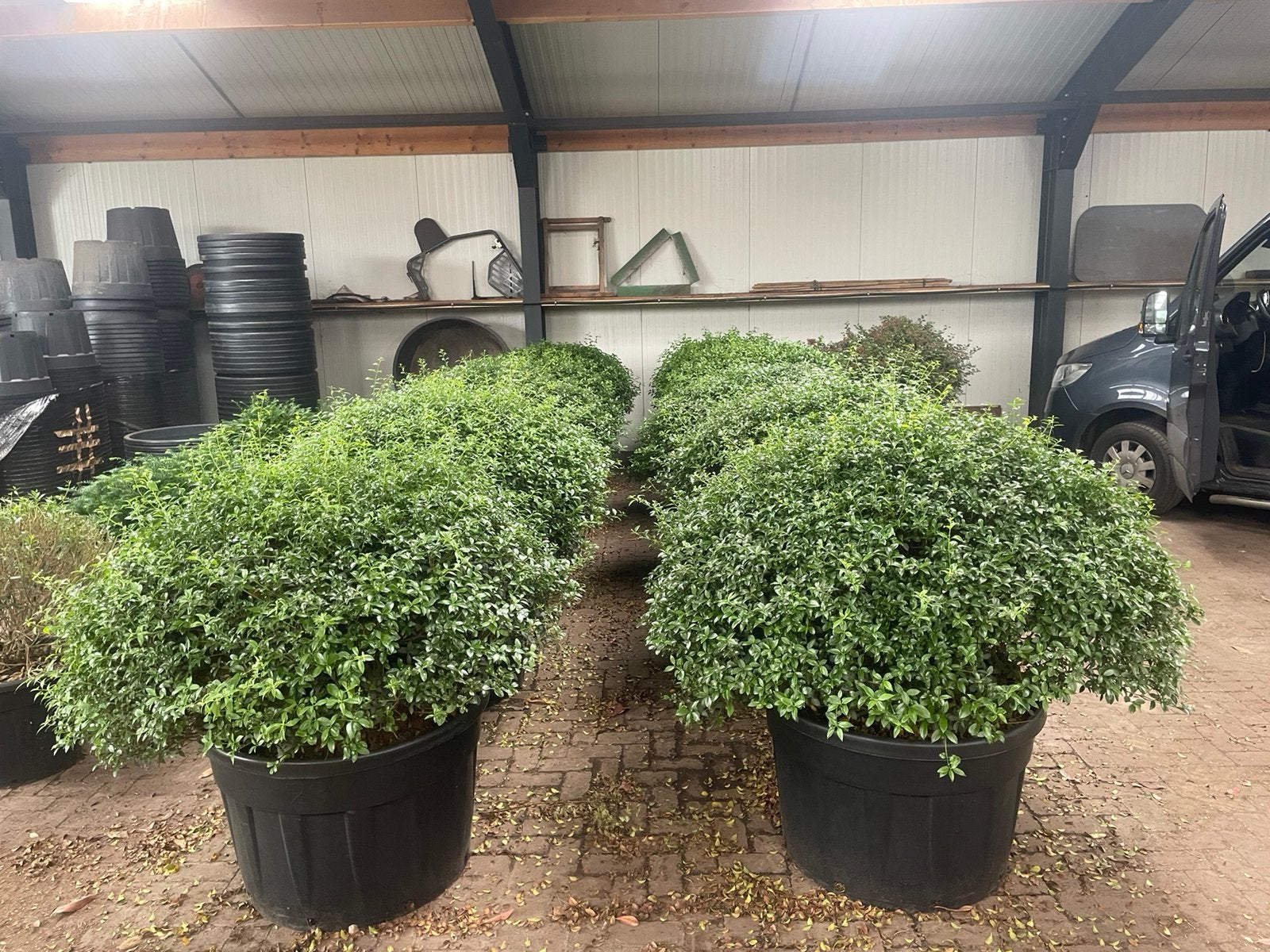 Osmanthus burkwoodii schijnhulst bolvormen tot 160 cm!, Tuin en Terras, Ophalen, Overige soorten, Struik, Minder dan 100 cm