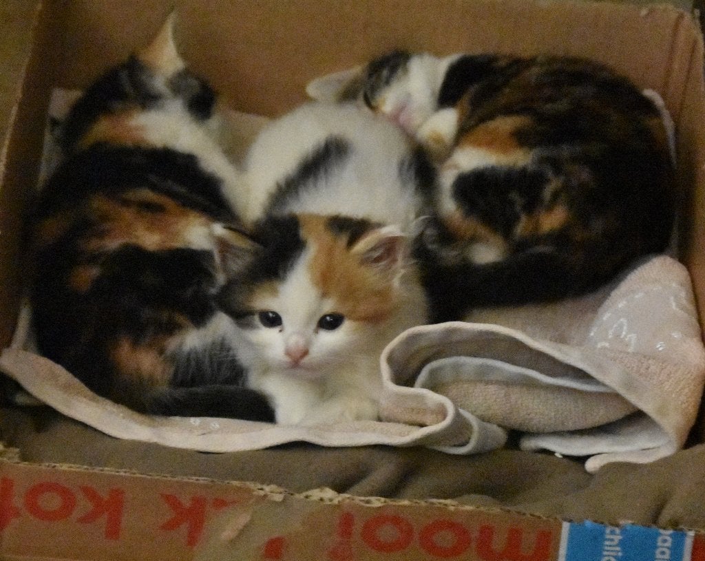 3 lieve kittens️, Poes, Kortharig, 0 tot 2 jaar