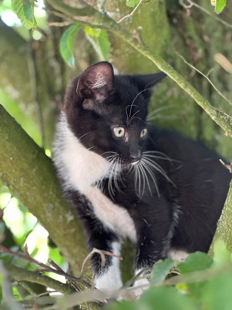 2 leuke kittens te koop!, Meerdere dieren, Ontwormd, 0 tot 2 jaar