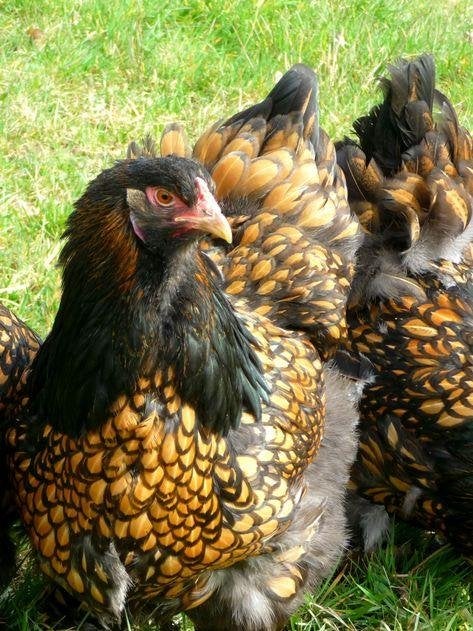 Brahma broedeieren goud zwart gezoomd, Verzenden, Nieuw, Overige typen