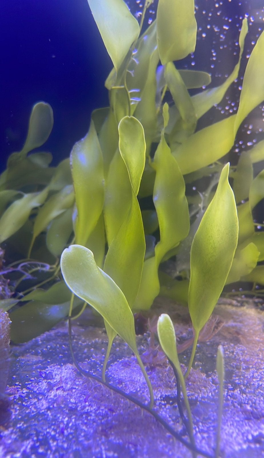 Caulerpa prolifera zeewier voor zeeaquarium, Verzenden