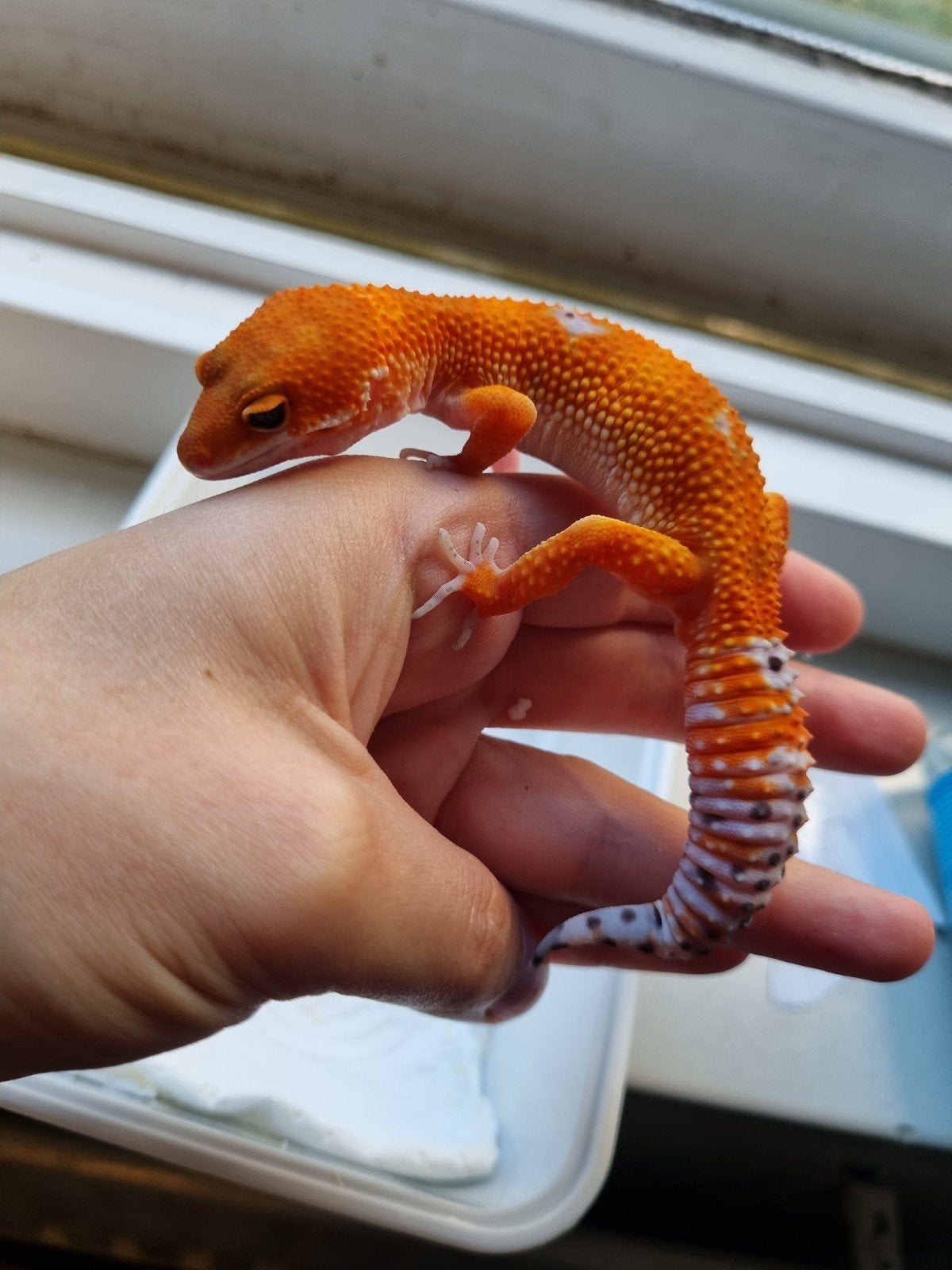 1.0 purple head mandarin het tremper pet only!, Mannelijk