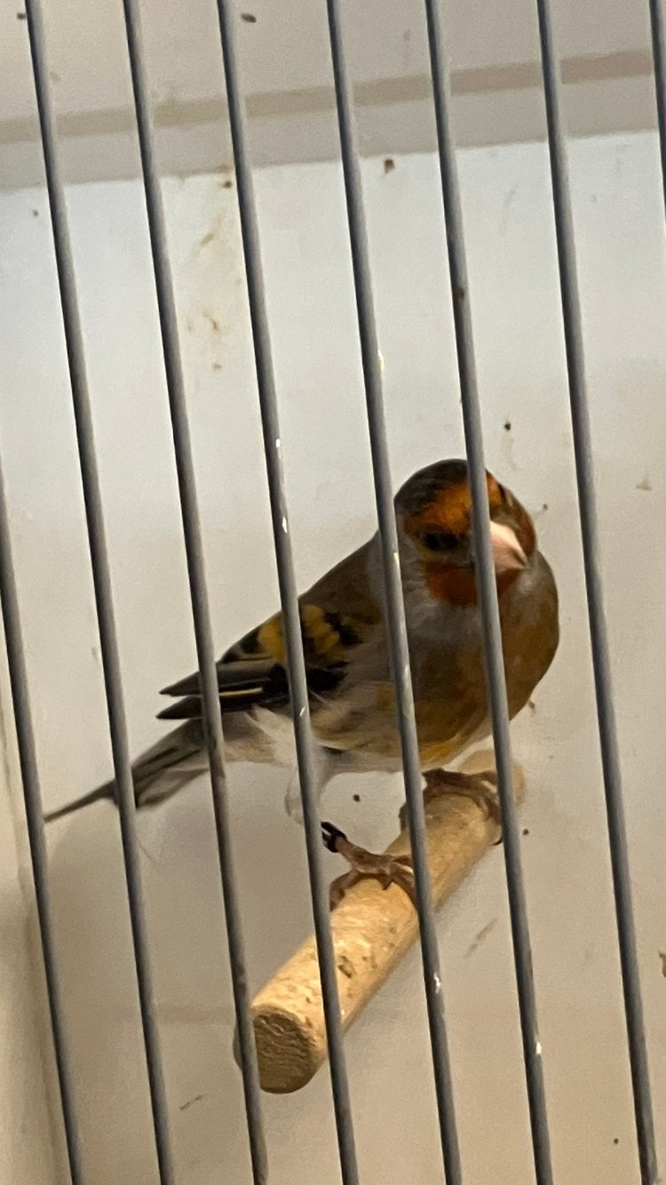 Bastaard majorputter, Dieren en Toebehoren, Vogels | Overige Vogels, Mannelijk, Geringd