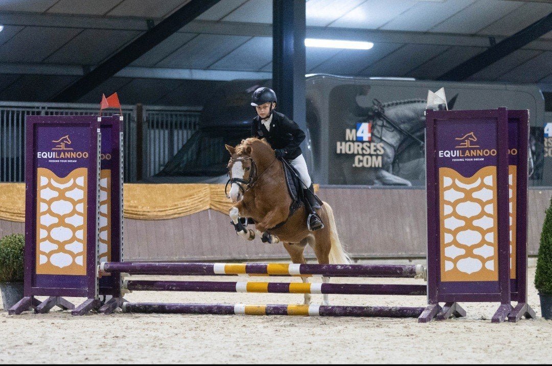 Uitzonderlijke Welsh A-kinderpony – bomproof én succesvol, Dieren en Toebehoren, Met stamboom, Ruin, M, Springpony