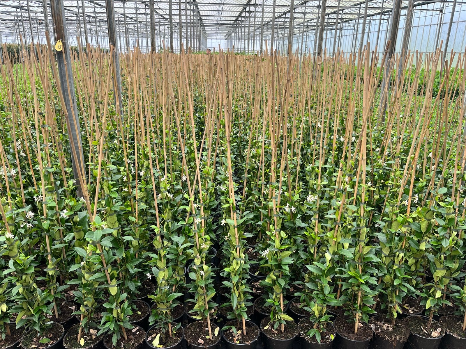 Toscaanse Jasmijn - Geurende Klimplant voor Tuin en Terras, Ophalen, Volle zon, Vaste plant, Klimplanten