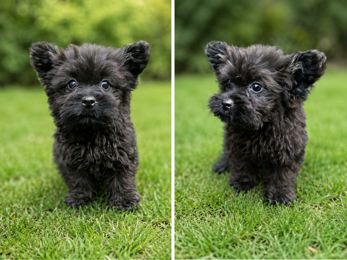 Boomer x pomeriaan pups, 8 tot 15 weken, Meerdere, Meerdere dieren, Klein