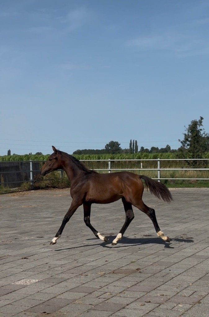Knap hengst veulen van de hengst Ziyech, Minder dan 160 cm, Met stamboom, Niet van toepassing, Dressuurpaard