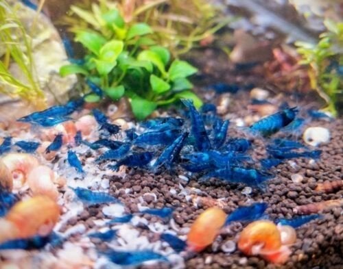 Blauwe garnalen top kwaliteit/kleurvast, Dieren en Toebehoren, Vissen | Aquariumvissen, Kreeft, Krab of Garnaal, Zoetwatervis
