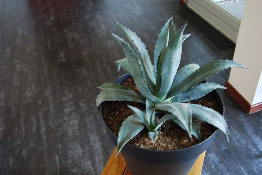 Schitterende Agave., Tuin en Terras, Volle zon, Vaste plant, Bloeit niet, Ophalen