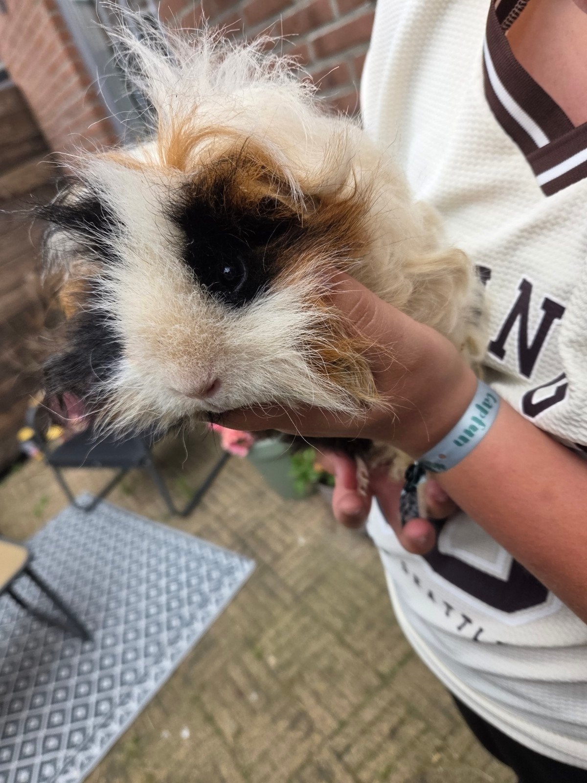 2 super schattinge langharige cavias met krullen en veel acc, Dieren en Toebehoren, Knaagdieren, Cavia, April, Mannelijk, Tam