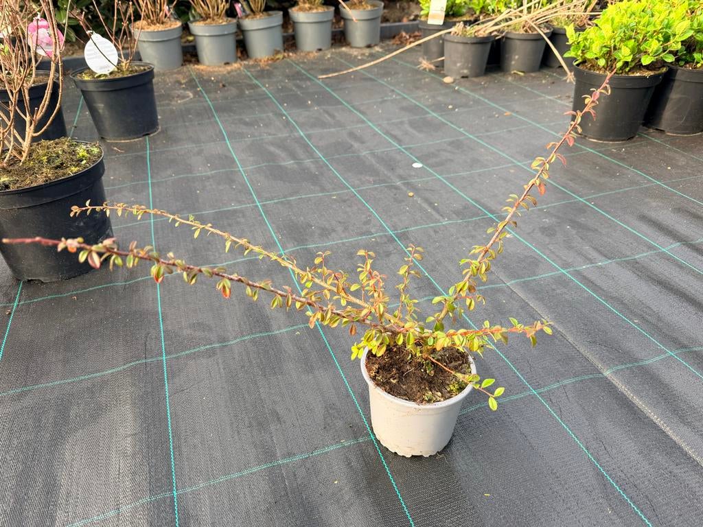 Cotoneaster bodembedekker in pot, Tuin en Terras, Planten | Tuinplanten, Bodembedekkers, Volle zon, Vaste plant, Ophalen of Verzenden