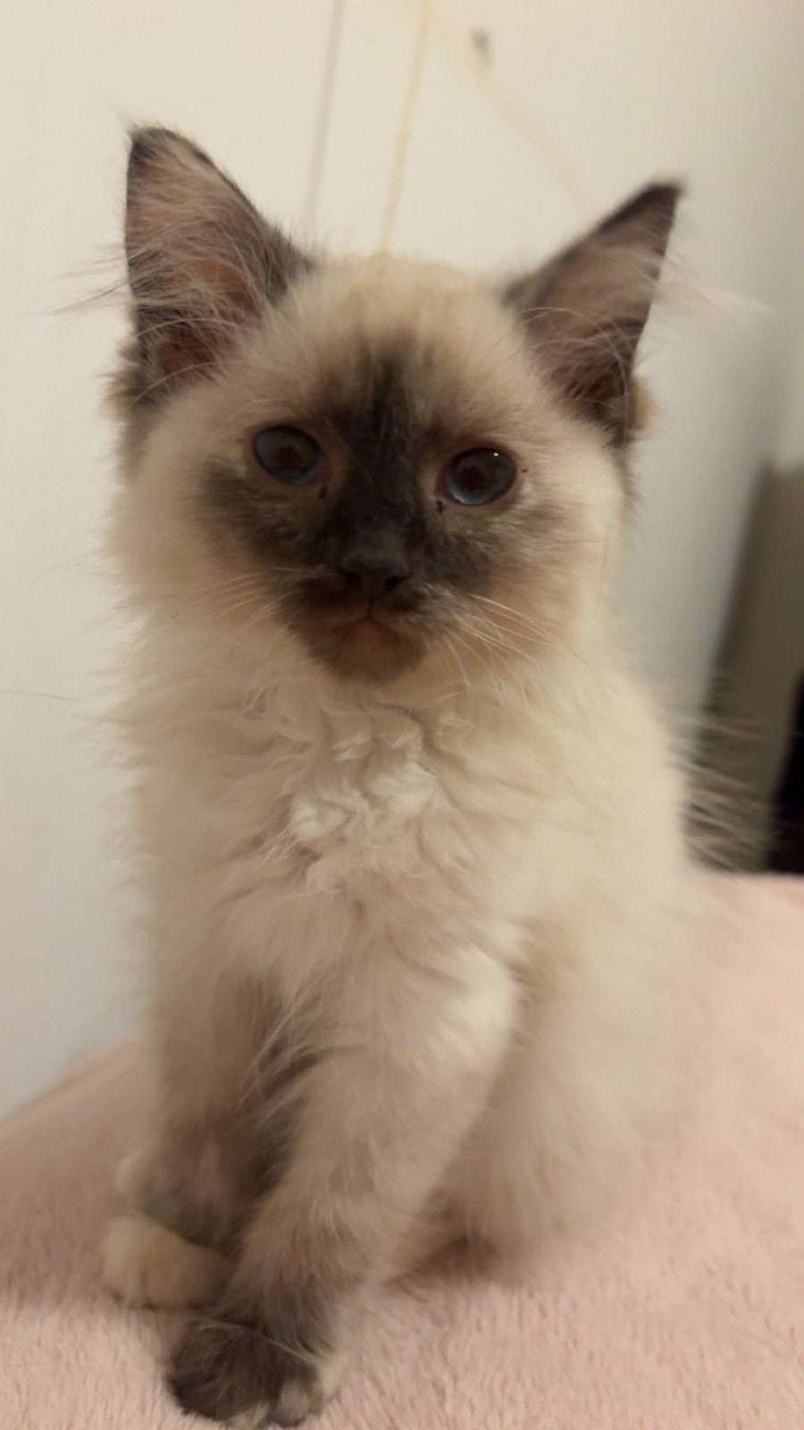 Prachtig nestje ragdoll kittens 5 vrouwtjes en 1 katertje, Meerdere dieren, Ontwormd