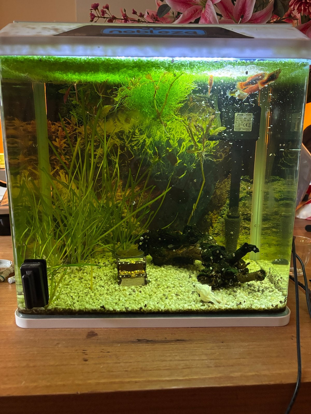 GRATIS aqaurium met met vissen toebehoren., Ophalen, Gevuld zoetwateraquarium