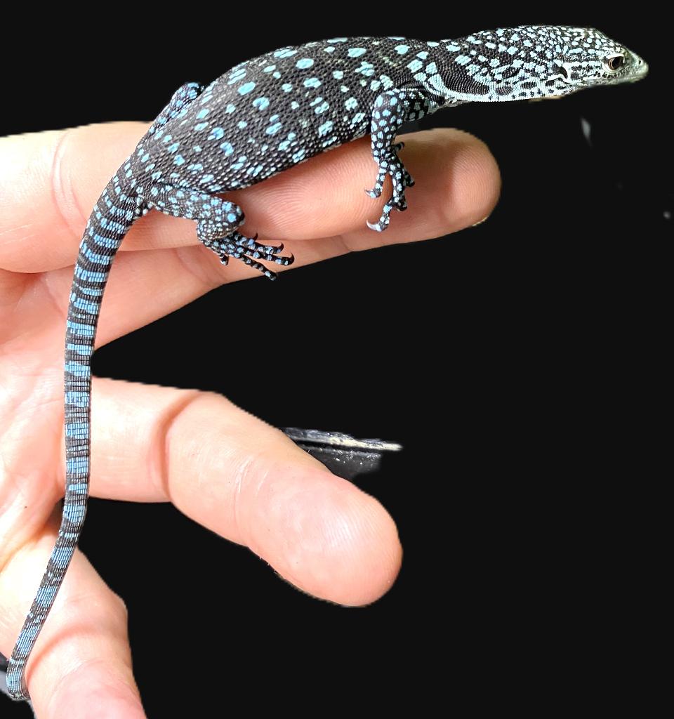 Varanus macraei, Hagedis, 0 tot 2 jaar