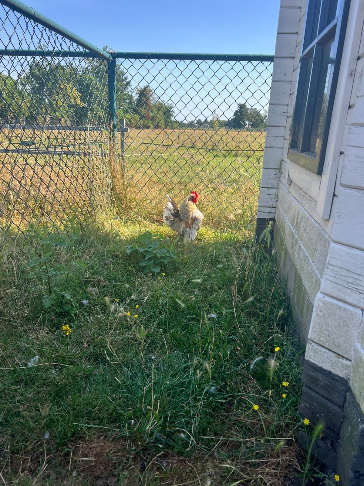 Mooie serama haan, Dieren en Toebehoren, Pluimvee, Mannelijk, Kip