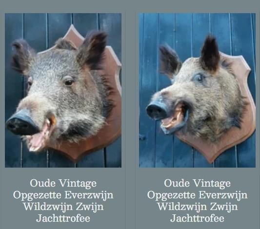 Oude Vintage Opgezette Everzwijn Wildzwijn Zwijn Jachttrofee, Ophalen of Verzenden, Gebruikt, Vogel, Opgezet dier