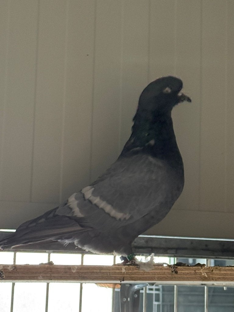 Altenburger trommelduiven, nieuwe kleur opaal, Dieren en Toebehoren, Vogels | Duiven, Meerdere dieren, Overige soorten