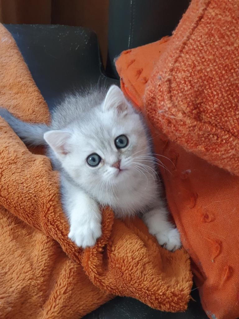 Britse Korthaar kitten, allerliefst, silver blue 💕, Dieren en Toebehoren, Kater, Ontwormd
