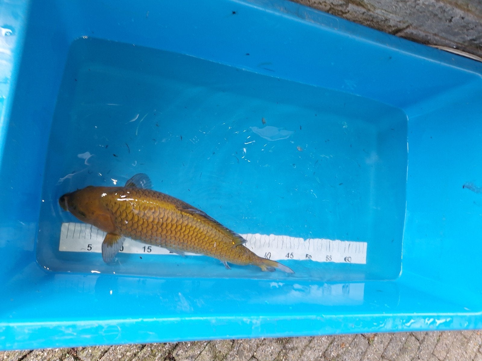 Chagoi, Karper of Koi