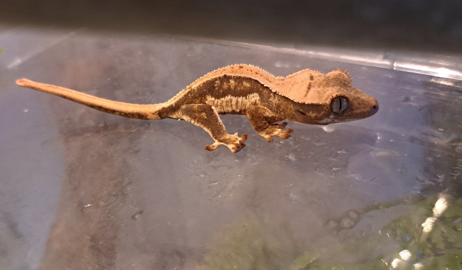 Wimpergekko Lilly White quad stripe. baby Crested Gecko - unknown for sale from P.S