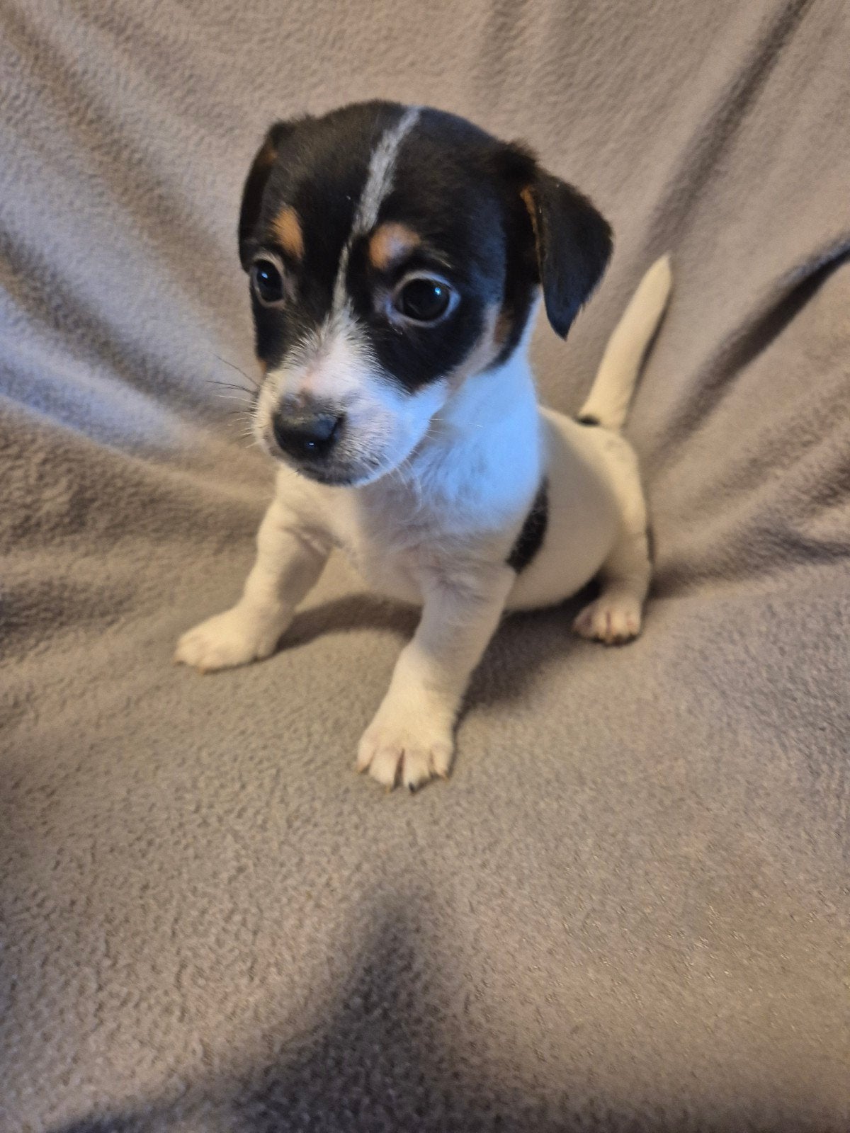 prachtige jack russel pups puppys te koop, Dieren en Toebehoren, Jack Russell Terriër, 8 tot 15 weken, Meerdere, Meerdere dieren