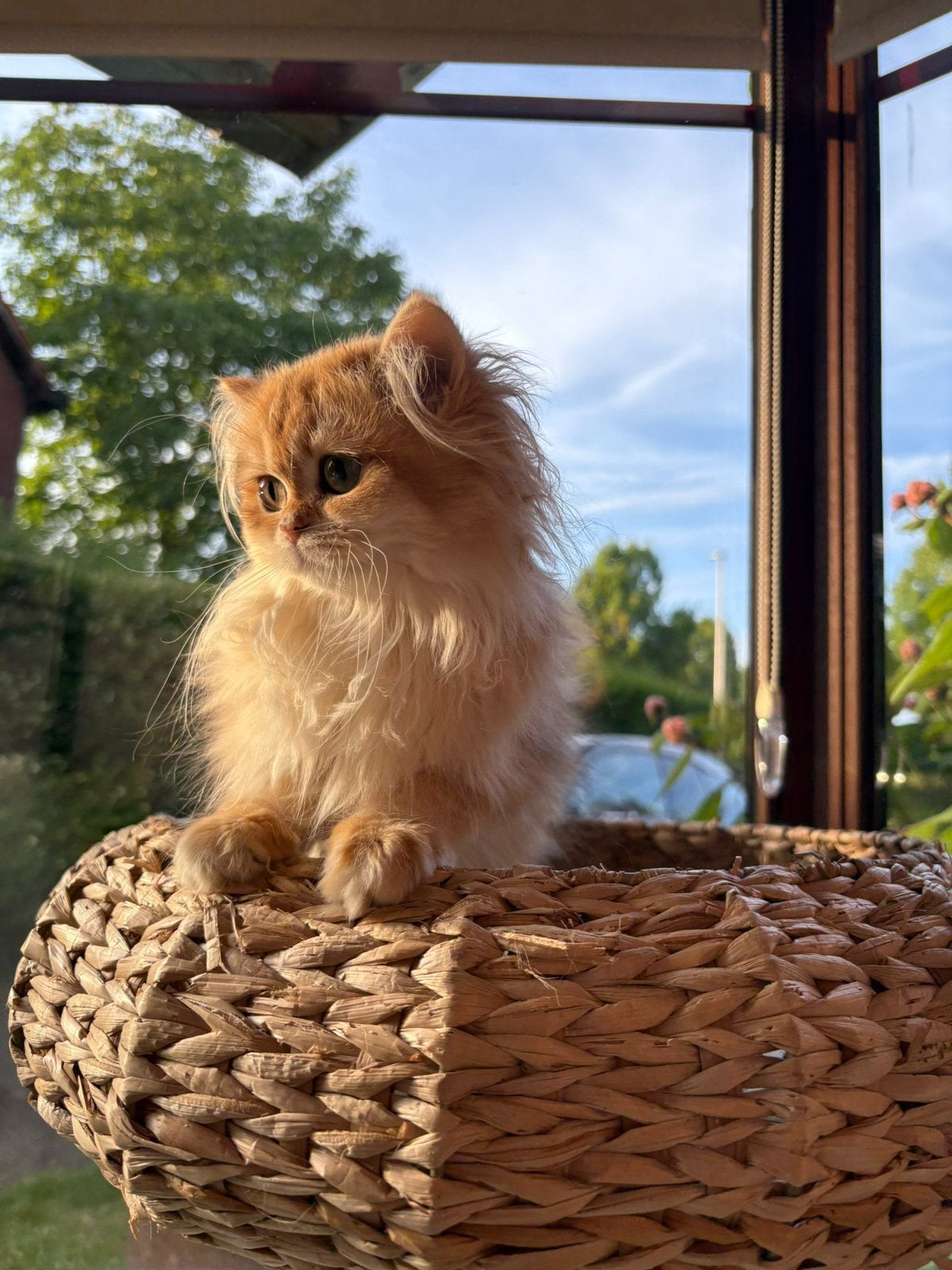 Britse langhaar Kittens golden, Dieren en Toebehoren, Meerdere dieren
