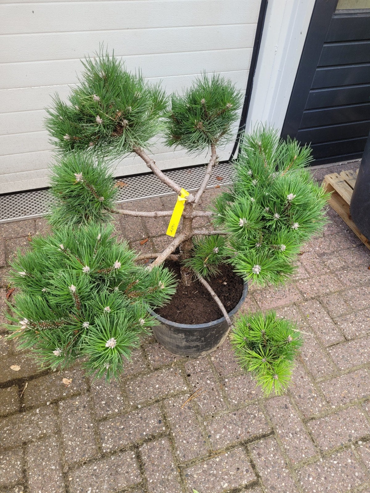 Pinus Vormsnoei Ponpon - Unieke Bonsai-stijl pinus r, Volle zon, Vaste plant, Bloeit niet, Ophalen