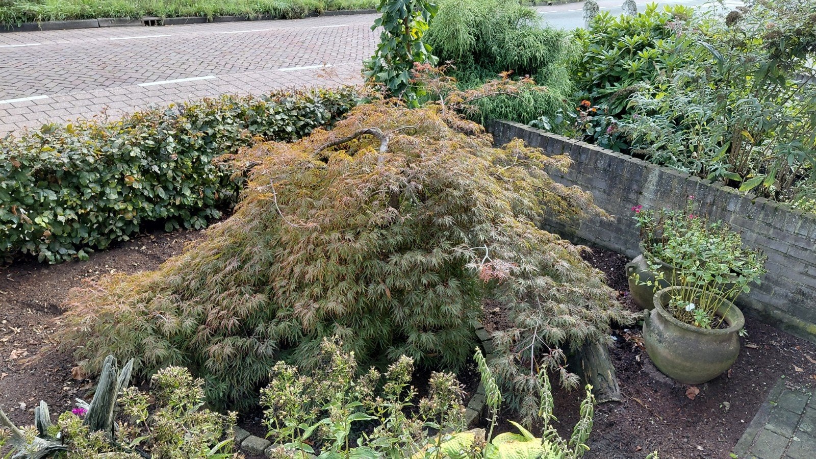 Prachtige Japanse Esdoorn (9 jaar oud), Ophalen, 100 tot 250 cm