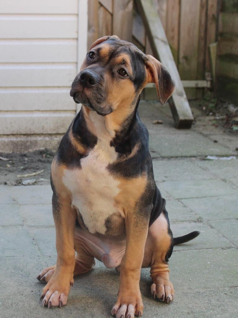 American Bully XL (Puppy), 15 weken tot 1 jaar, Overige rassen, Parvo, Meerdere