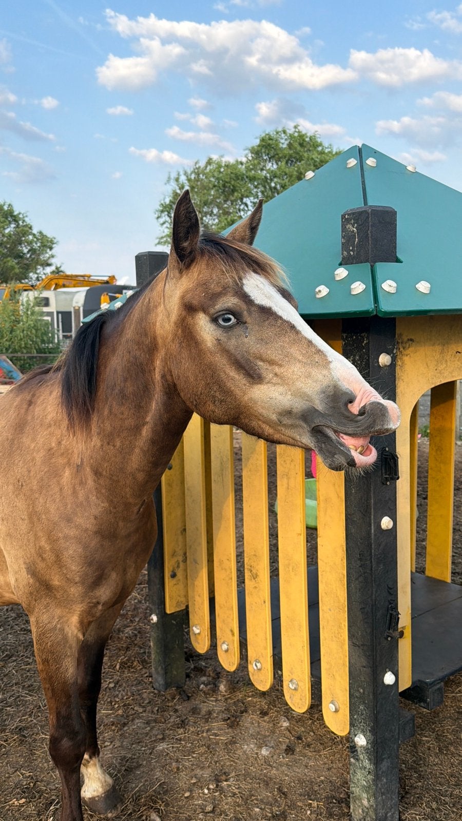 Mega knappe familiepony met super karakter, Gechipt, B, Ruin, 3 tot 6 jaar