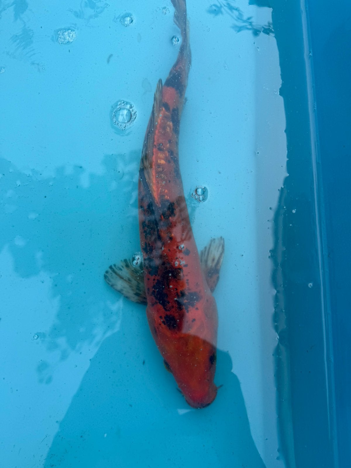 Doitsu Aka Bekko koi, Dieren en Toebehoren, Vissen | Vijvervissen, Karper of Koi