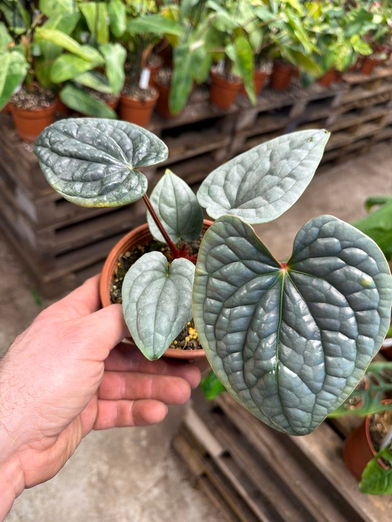 Anthurium luxurians - Exotische kamerplant - Pot 14 cm, Huis en Inrichting, Kamerplanten, Overige soorten, Minder dan 100 cm, Groene kamerplant