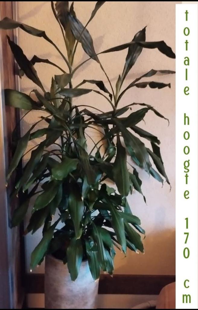 Grote dracaena kamerplant, Ophalen, Halfschaduw, Minder dan 100 cm