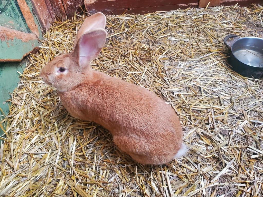 Te koop 1 vlaamse reus, Dieren en Toebehoren, Mannelijk, Groot