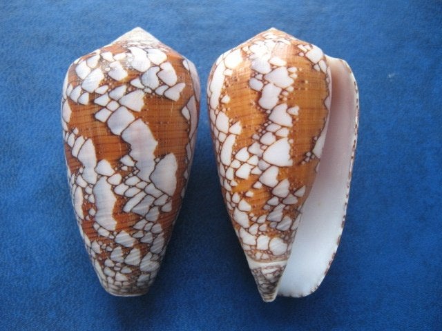 Schelpen: Conus pennaceus behelokensis Lauer gem 45-52mm, Verzamelen, Ophalen of Verzenden, Schelp(en)