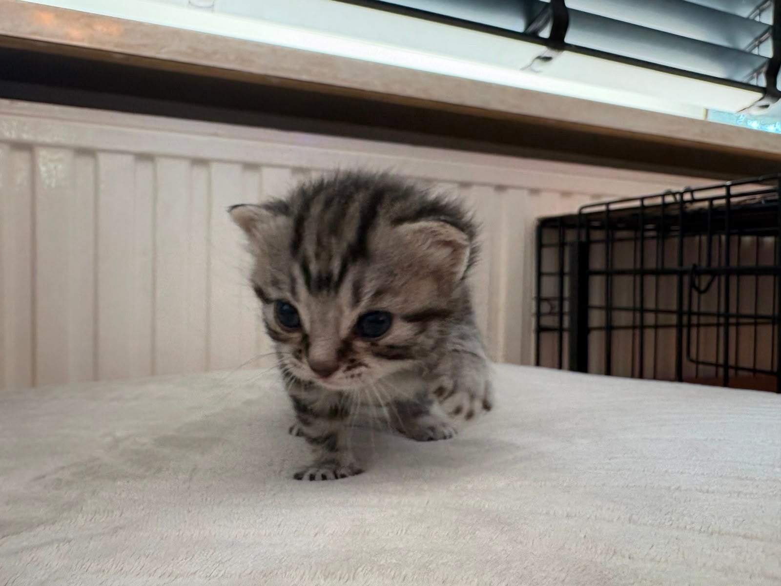 3 britse korthaar kittens, Meerdere dieren, Met stamboom