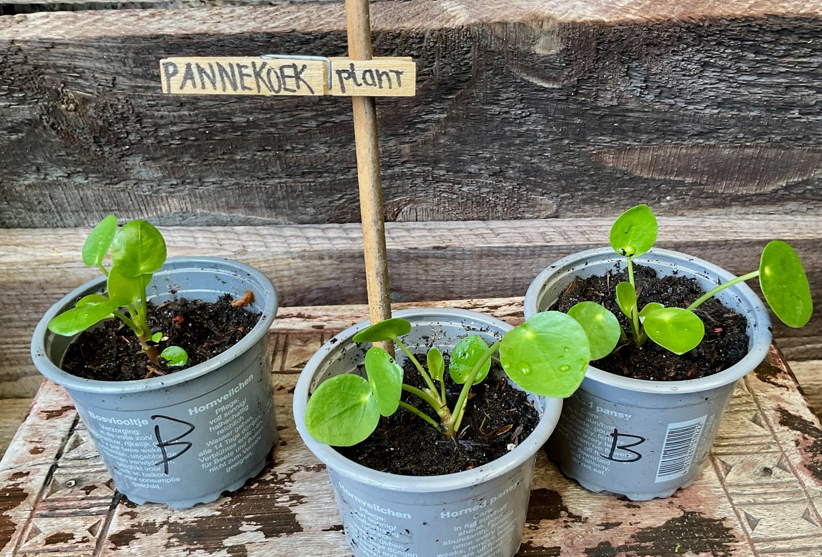 PANNENKOEKPLANT Pilea Peperomioides, Ophalen, Overige soorten, Halfschaduw, Minder dan 100 cm