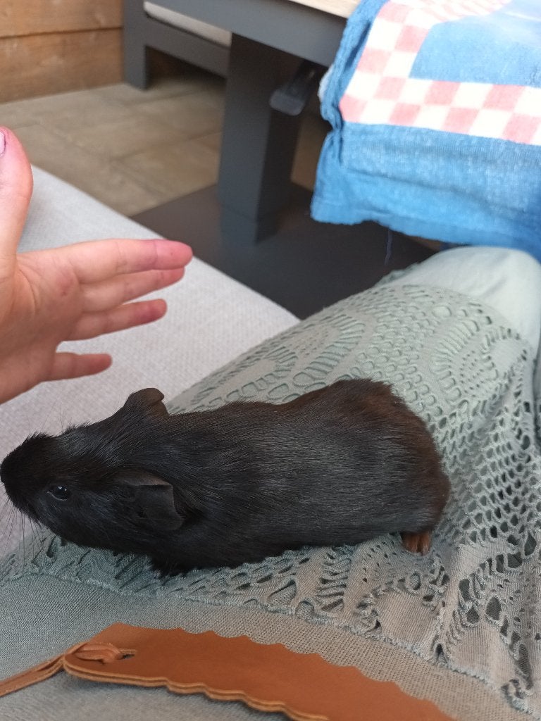 Cavia beer, Mei, Mannelijk, Cavia
