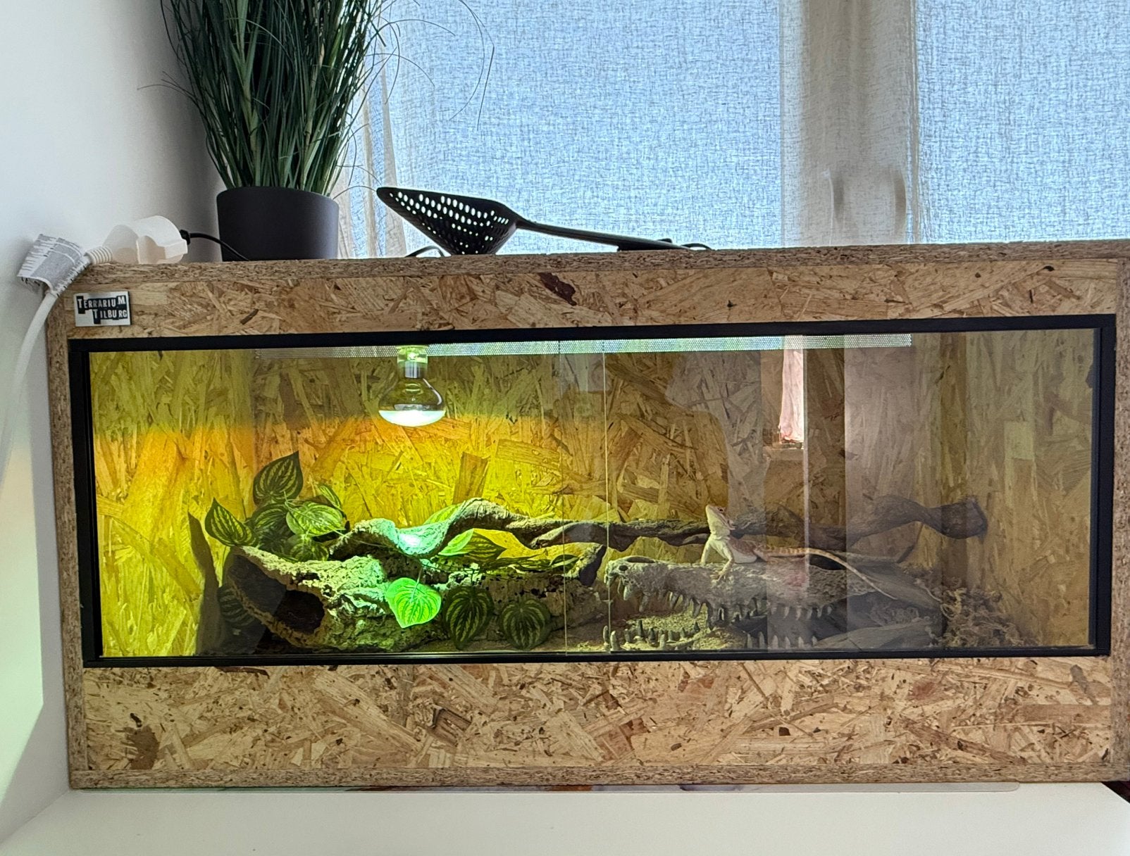 Jonge Baardagaam + grote Nieuwe terrarium incl benodigdheden, Ophalen, Nieuw