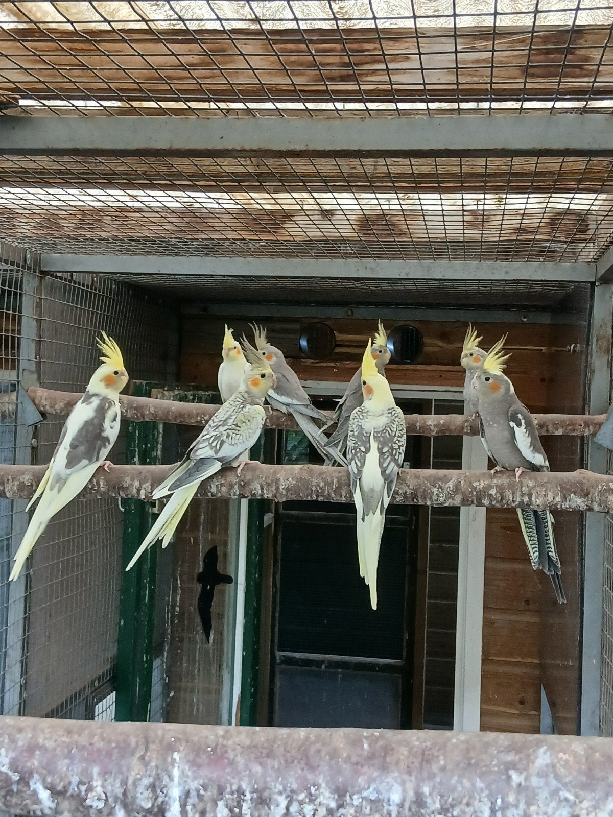 te koop jonge valkparkieten, Meerdere dieren, Parkiet