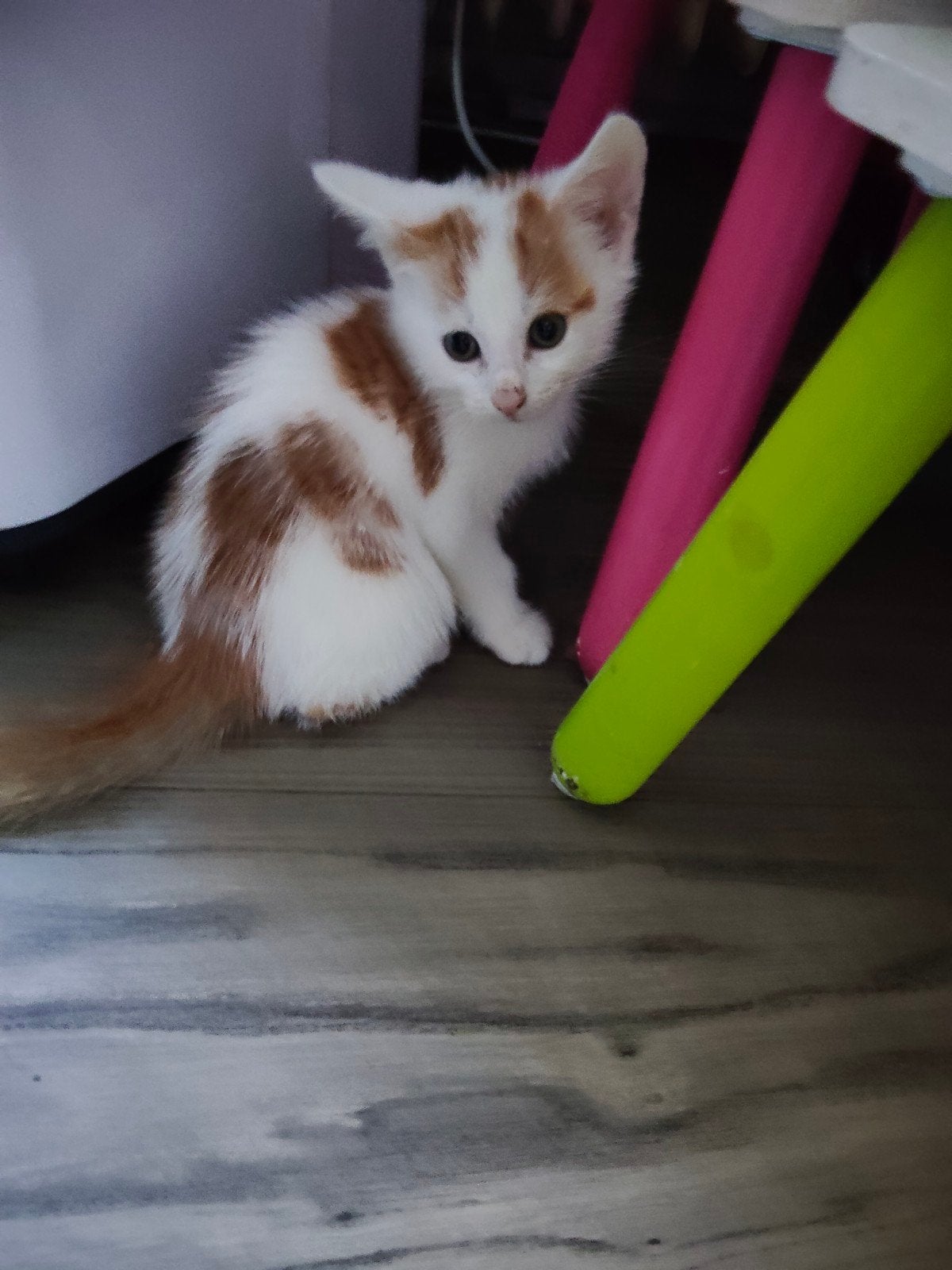 2 lieve kittens, Kater